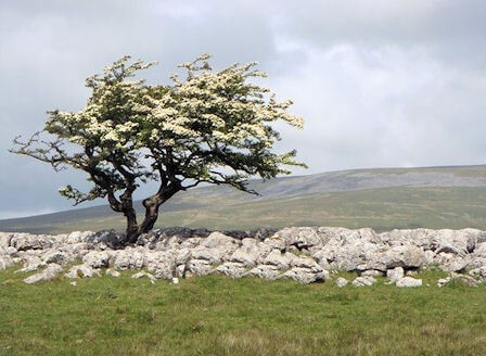 hawthorne trees showing prevailing wind 