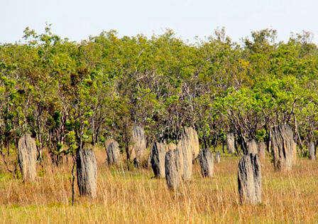 using termite mound in Australia as a navigation guide